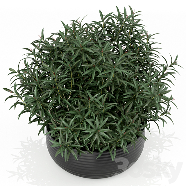 Plants collection 169 3ds Max - thumbnail 2