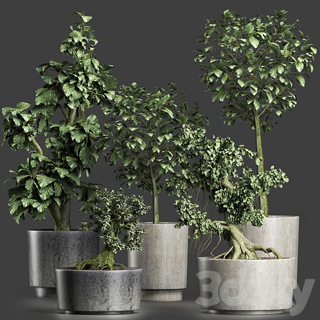 Plants Collection 199 Sageretia Theezans 3DSMax File - thumbnail 5