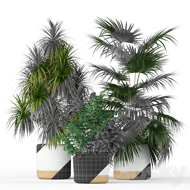 Plants collection 203 3ds Max - thumbnail 2