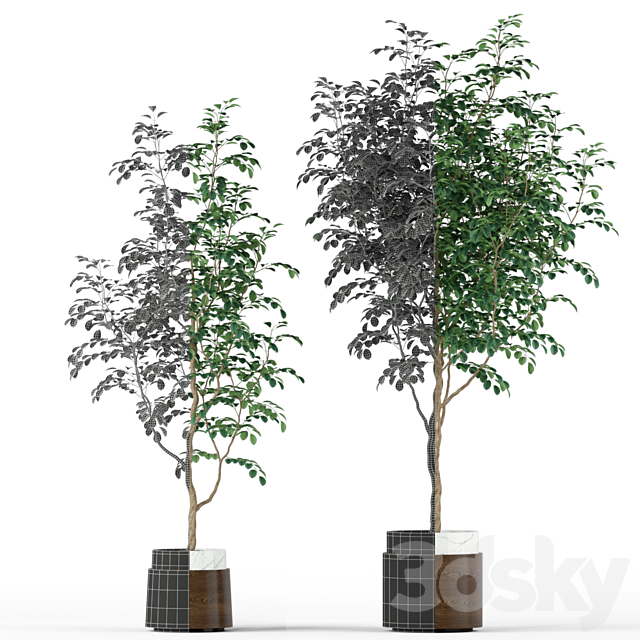 Plants collection 205 3DS Max Model - thumbnail 2