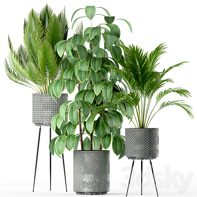 Plants collection 213 3ds Max - thumbnail 2