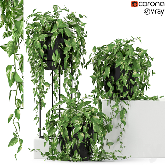 Plants collection 250 3DSMax File - thumbnail 1