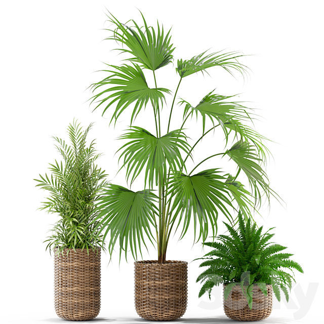 Plants collection 338 3DS Max Model - thumbnail 2