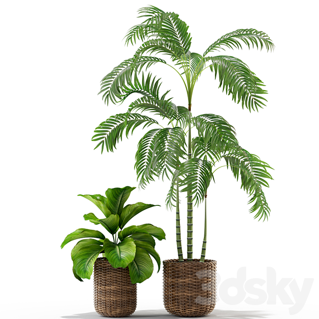 Plants collection 338 3DS Max Model - thumbnail 3