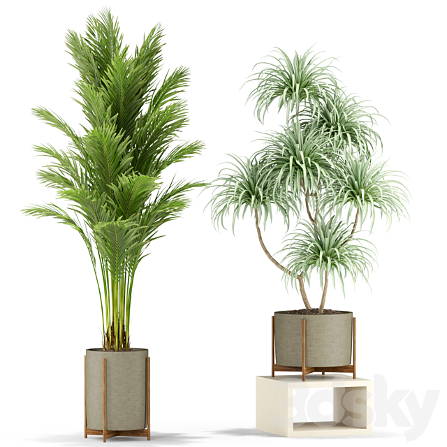 Plants collection 343 3DS Max Model - thumbnail 2