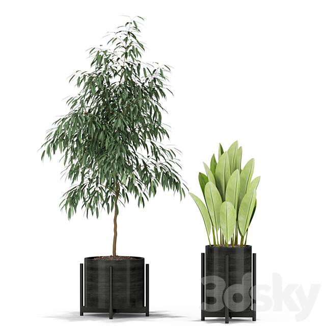 Plants collection 345 3DS Max Model - thumbnail 2