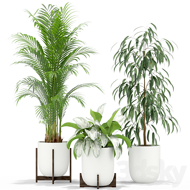 Plants collection 354 3DS Max Model - thumbnail 3