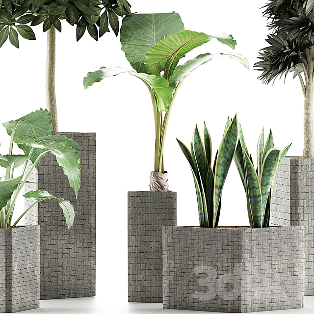 Plants Collection 39 3DS Max Model - thumbnail 2