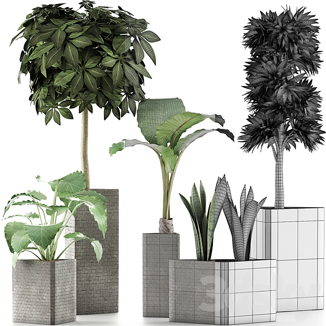 Plants Collection 39 3DS Max Model - thumbnail 4