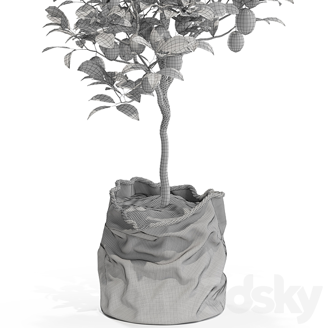 Plants collection 564 3DSMax File - thumbnail 3