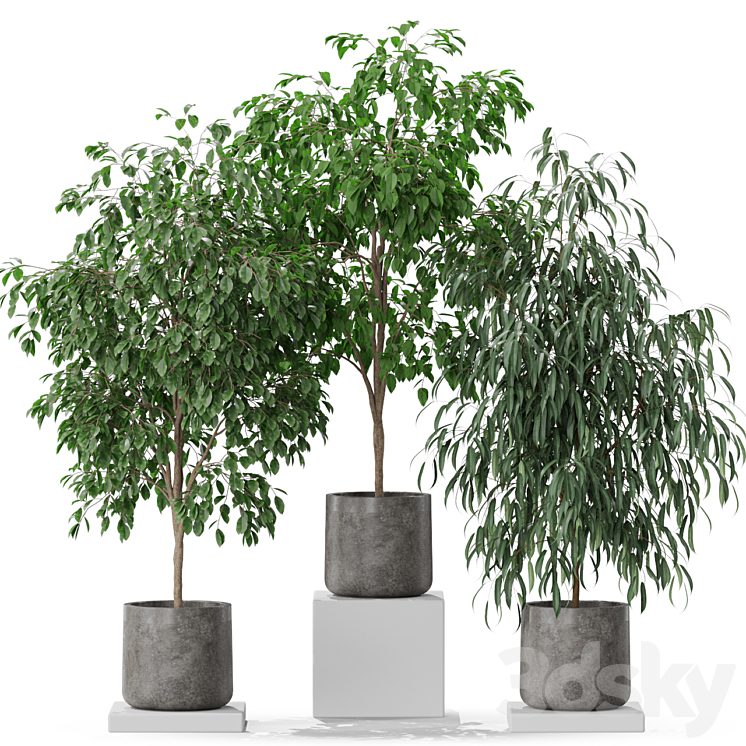 Plants collection 578 3DS Max Model - thumbnail 2