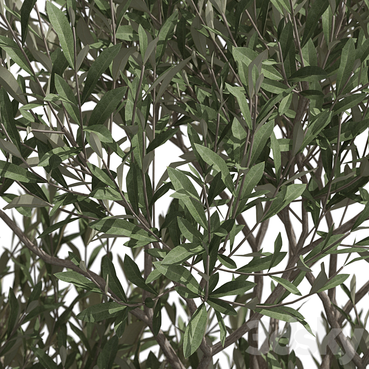 Plants collection 723 3DS Max - thumbnail 2