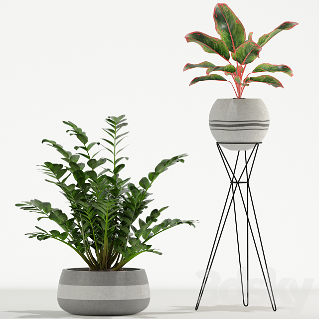 Plants collection 726 3ds Max - thumbnail 3