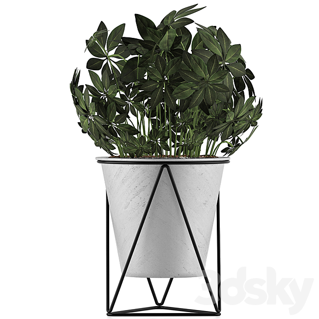 Plants Collection 92 Schefflera Arboricola 3DSMax File - thumbnail 2