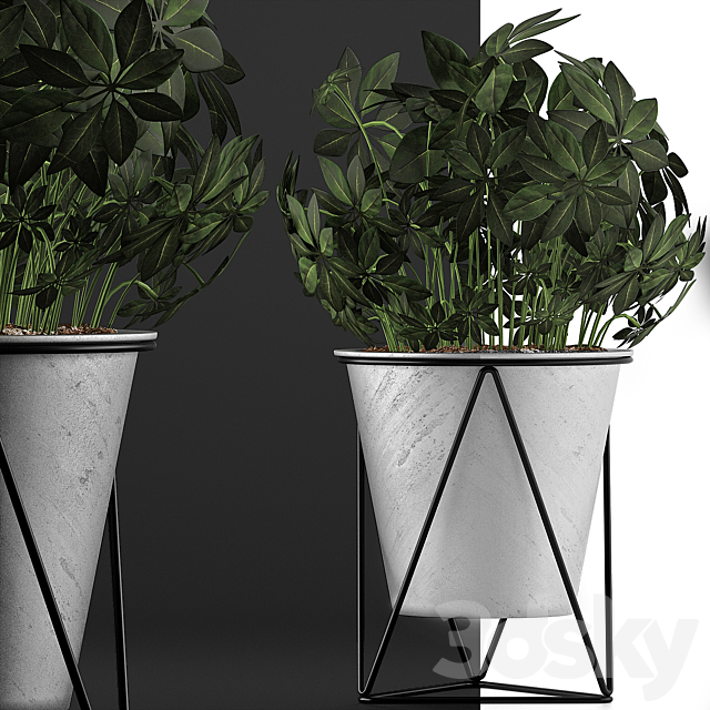 Plants Collection 92 Schefflera Arboricola 3DSMax File - thumbnail 3