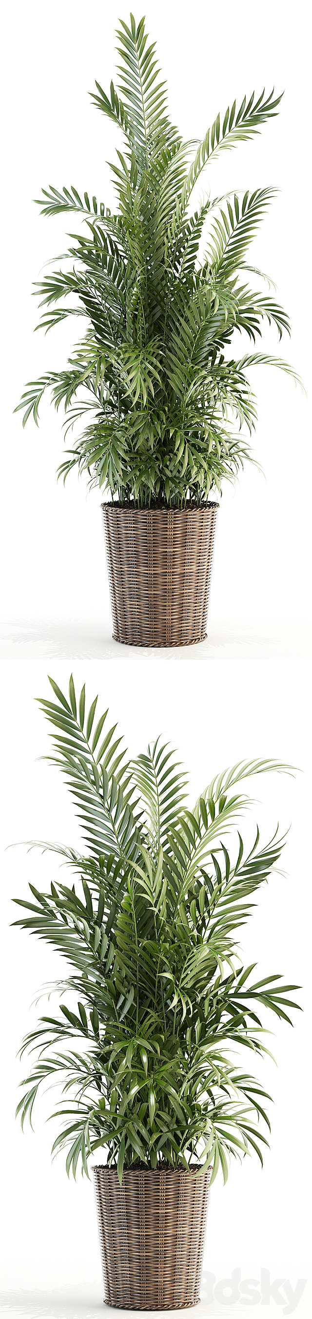 Plants collection 93 3DS Max Model - thumbnail 2