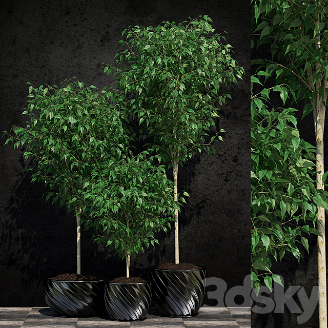 Plants Ficus Benjamin 2 3DSMax File - thumbnail 1