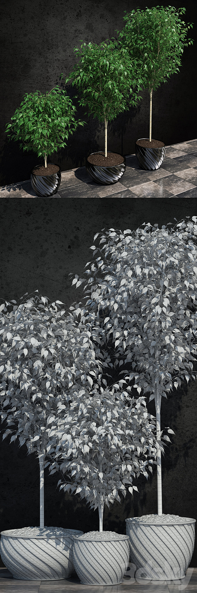 Plants Ficus Benjamin 2 3DSMax File - thumbnail 3