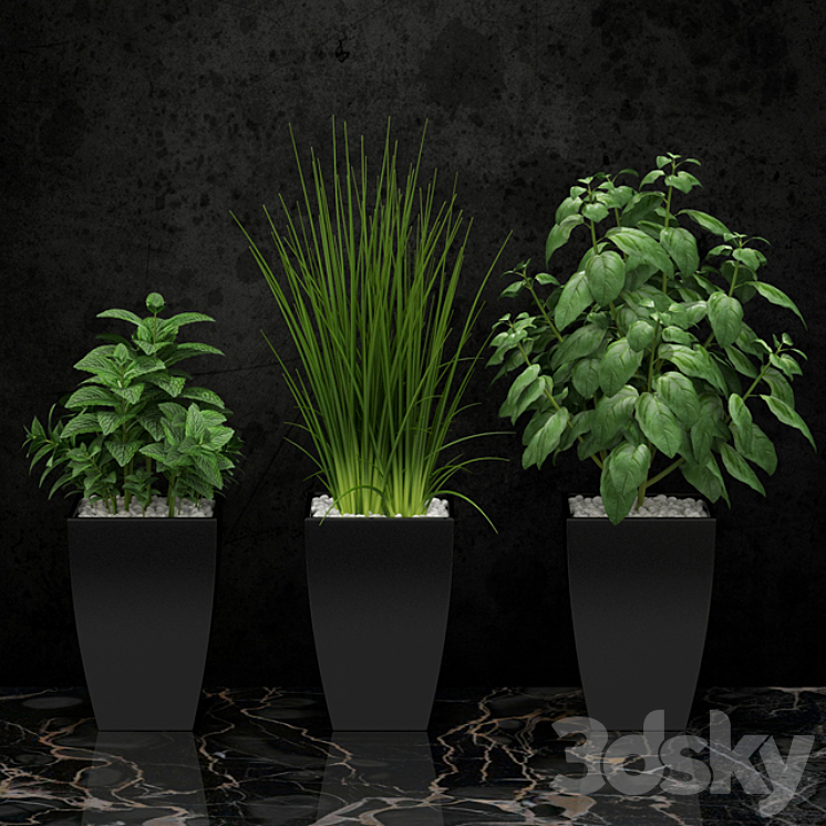 Plants for the kitchen 3DS Max - thumbnail 1