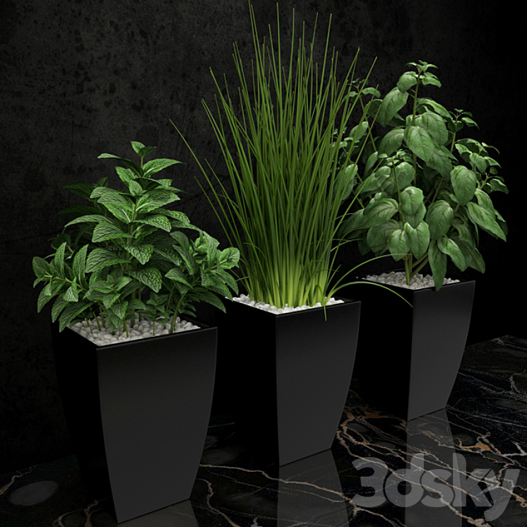 Plants for the kitchen 3DS Max - thumbnail 2