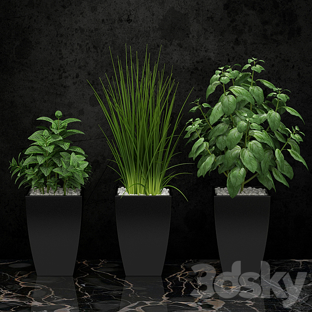 Plants for the kitchen 3DSMax File - thumbnail 1