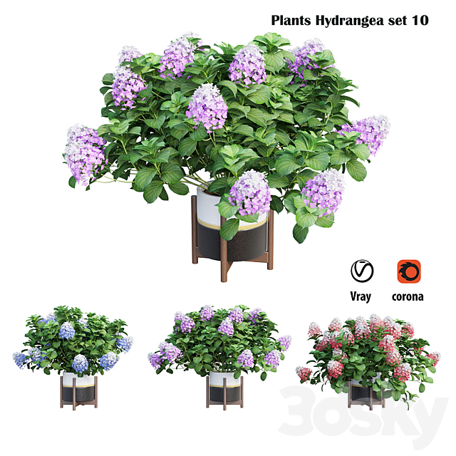 Plants Hydrangea set 10 3DS Max Model - thumbnail 2