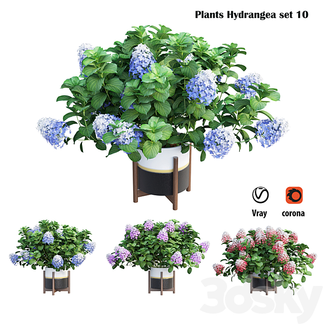 Plants Hydrangea set 10 3DS Max Model - thumbnail 3