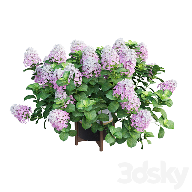 Plants Hydrangea set 10 3DS Max Model - thumbnail 4