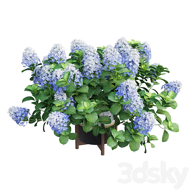 Plants Hydrangea set 10 3DS Max Model - thumbnail 5