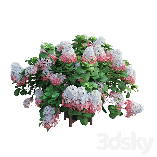 Plants Hydrangea set 12 3DS Max Model - thumbnail 2