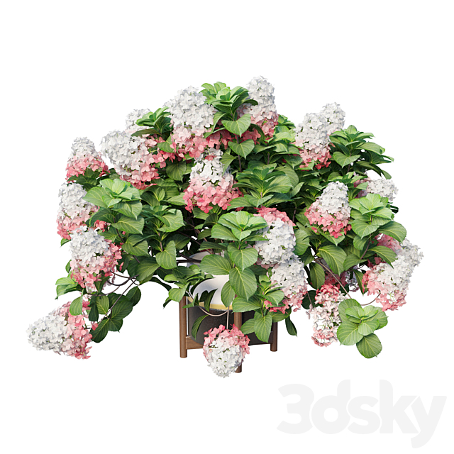 Plants Hydrangea set 12 3DS Max Model - thumbnail 3