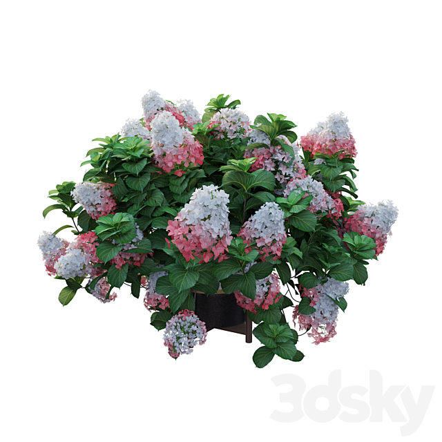 Plants Hydrangea set 12 3DS Max Model - thumbnail 4