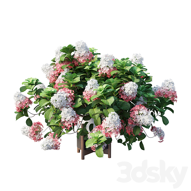 Plants Hydrangea set 12 3DS Max Model - thumbnail 5