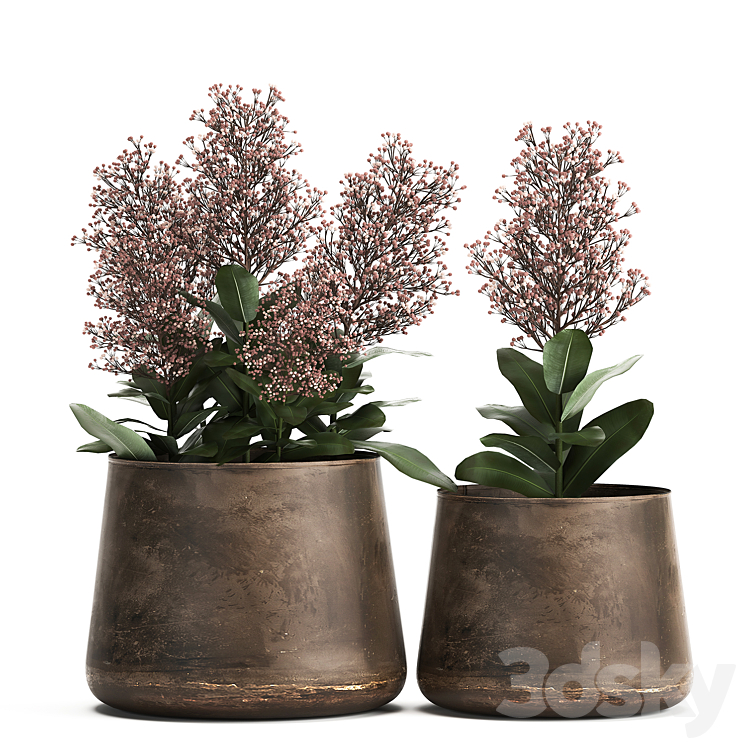 Plants in a metal rusty pot with flowers of Skimiya. 944. 3DS Max - thumbnail 1