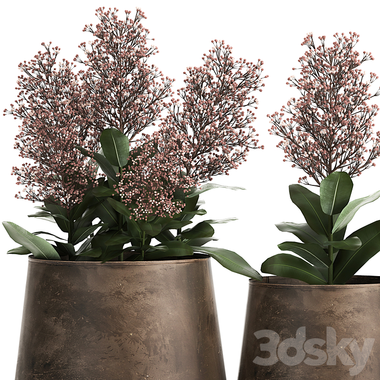 Plants in a metal rusty pot with flowers of Skimiya. 944. 3DS Max - thumbnail 2