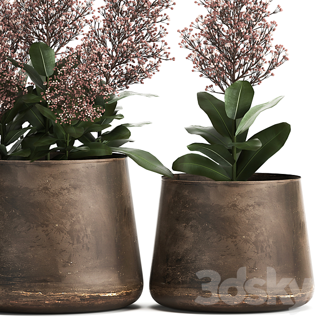 Plants in a metal rusty pot with flowers of Skimiya. 944. 3DSMax File - thumbnail 3