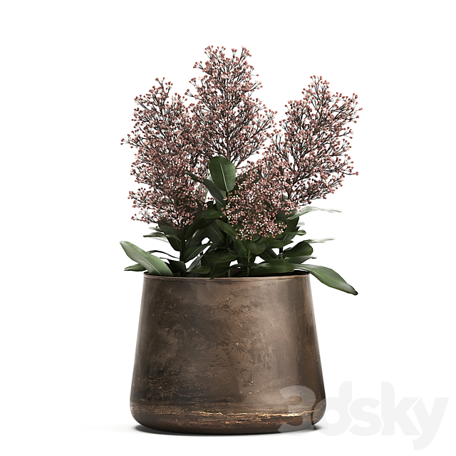 Plants in a metal rusty pot with flowers of Skimiya. 944. 3DSMax File - thumbnail 4