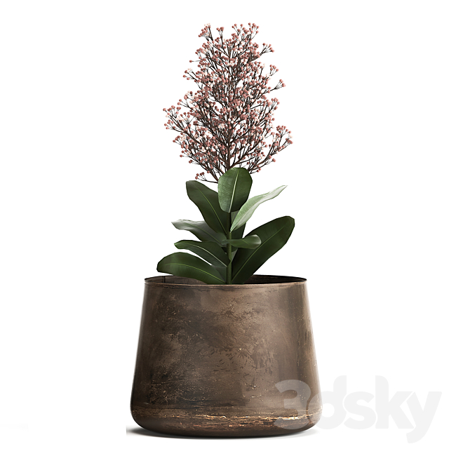 Plants in a metal rusty pot with flowers of Skimiya. 944. 3DSMax File - thumbnail 5