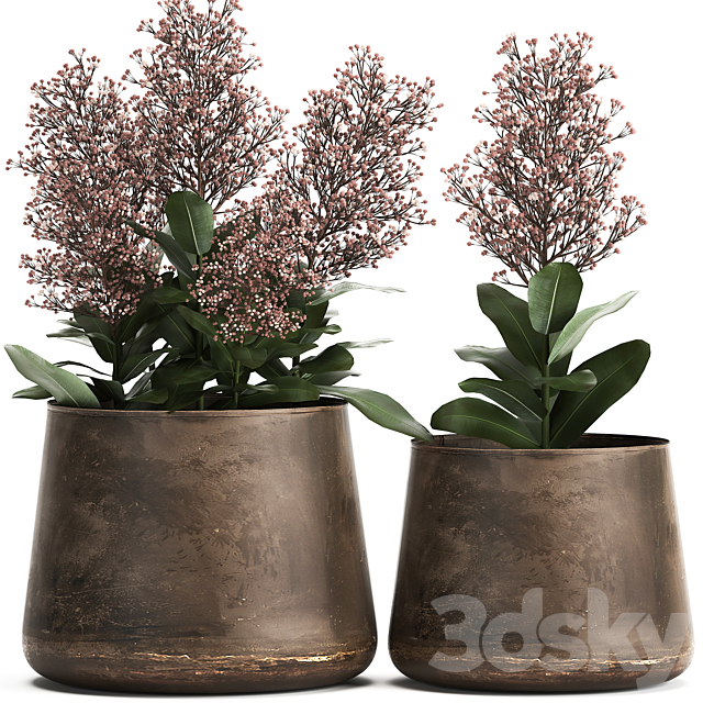 Plants in a metal rusty pot with flowers of Skimiya. 944. 3DSMax File - thumbnail 6