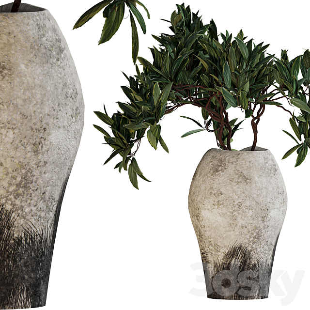 Plants in ceramic pots 3ds Max - thumbnail 3