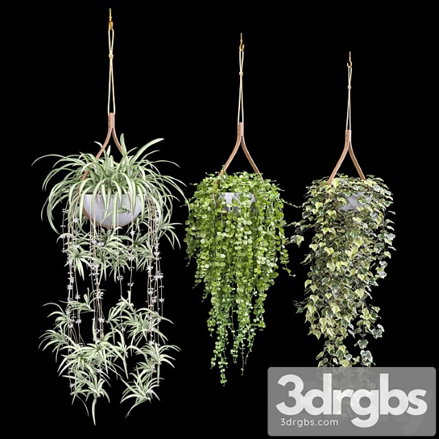 Plants in hanging flower pots (dyshidia, chlorophytum, heder) - thumbnail 1