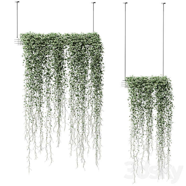 Plants in hanging pots. 2 models 3DS Max - thumbnail 1