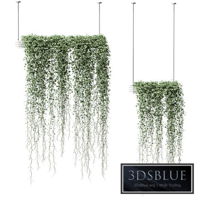 Plants in hanging pots. 2 models 3DS Max - thumbnail 3