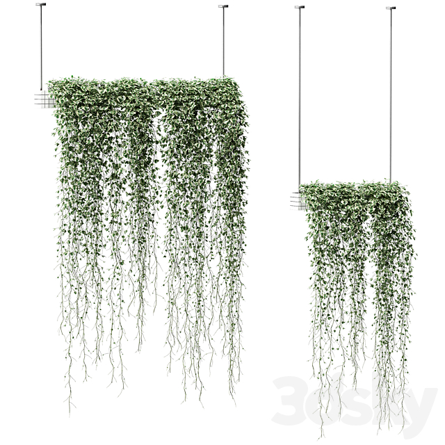 Plants in hanging pots. 2 models 3DSMax File - thumbnail 1