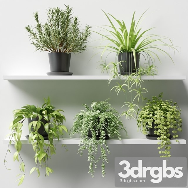 Plants in pots on a shelf - thumbnail 1