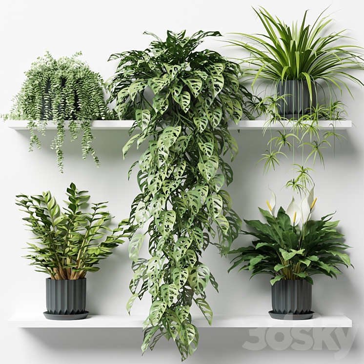 Plants on a shelf in ribbed pots 3DS Max Model - thumbnail 1