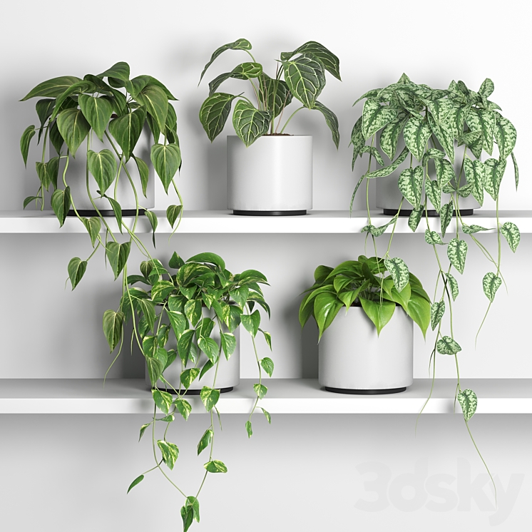 plants on shelf 04 3DS Max Model - thumbnail 3