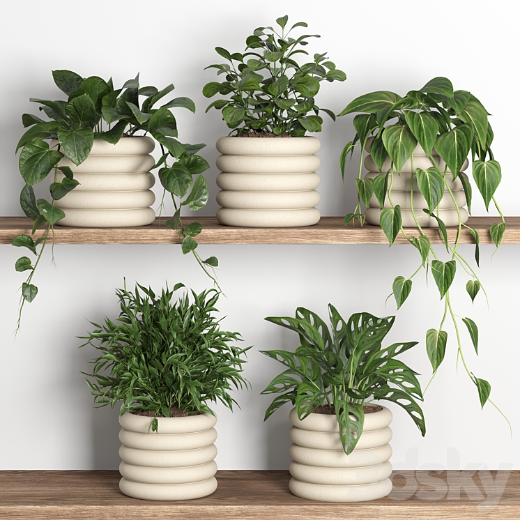 plants on shelf 06 3DS Max Model - thumbnail 1