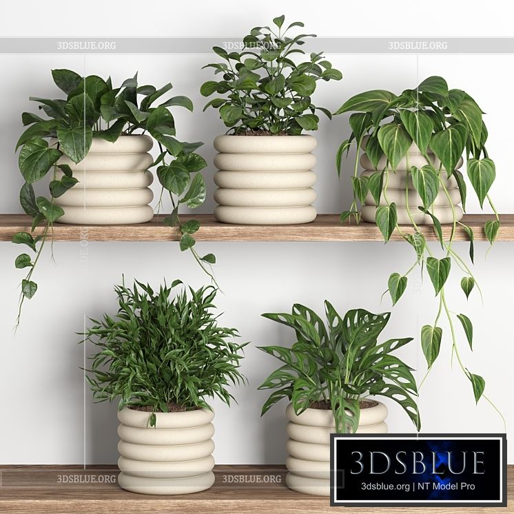 plants on shelf 06 3DS Max - thumbnail 3