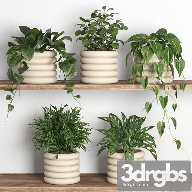 Plants on shelf 06 - thumbnail 1